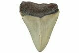 Fossil Megalodon Tooth - North Carolina #298895-1